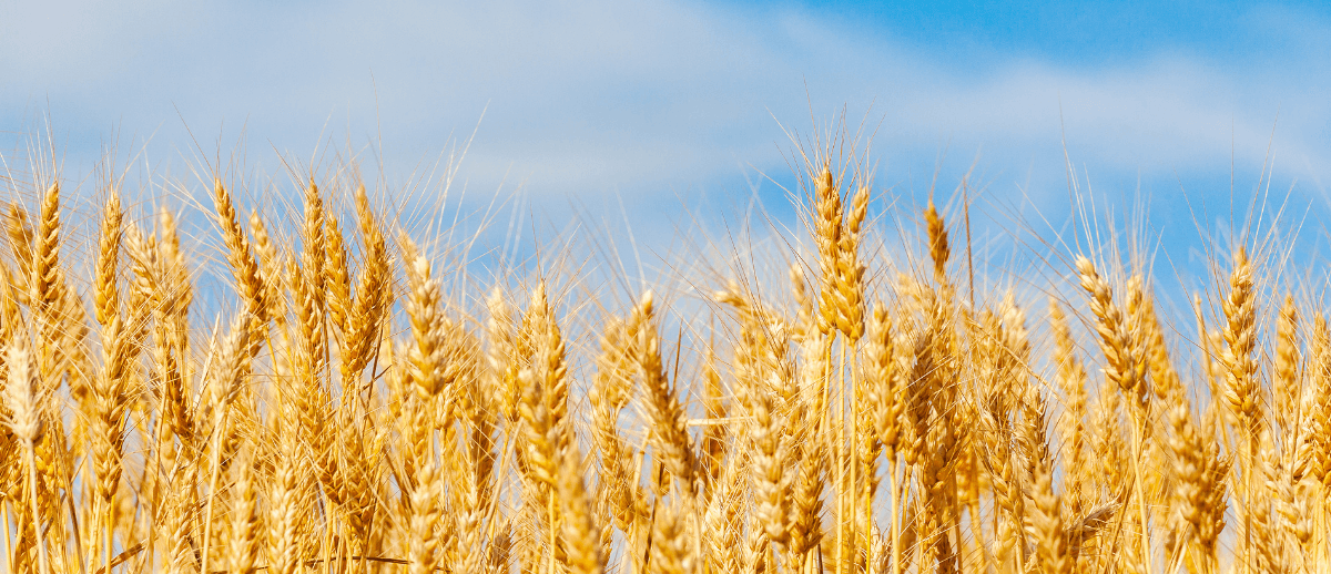 BetaGlucan Was ist es und wie hilft es der Verdauung?