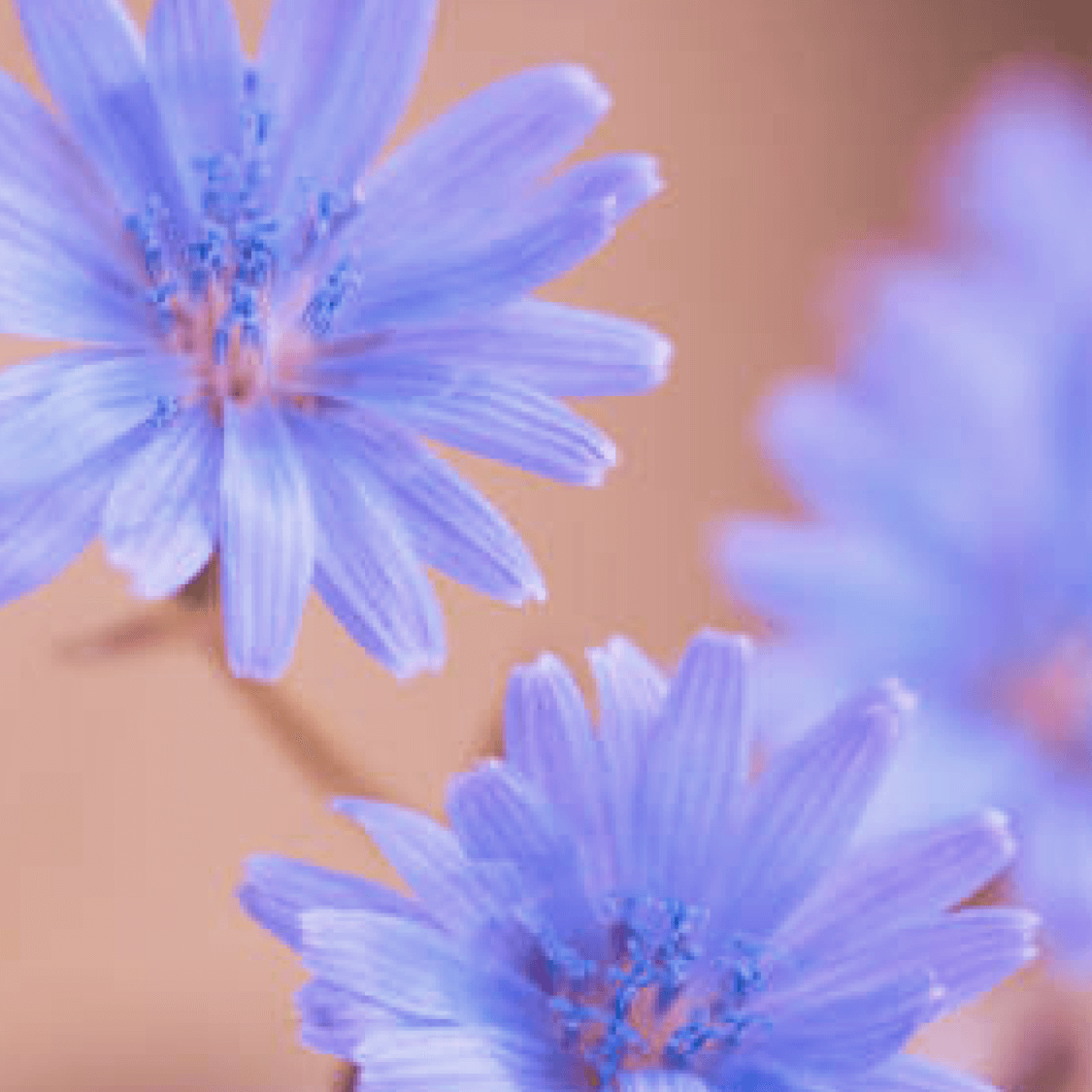 Drei hellblau-violette Blüten liegen auf einem sanften beigen Hintergrund.