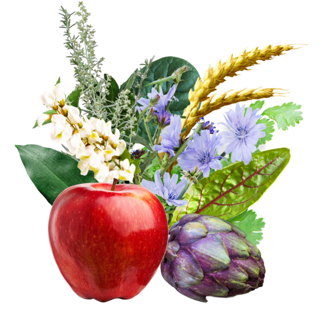 Eine Komposition aus natürlichen Zutaten, darunter ein roter Apfel, eine violette Artischocke, weiße Blüten, blaue Wegwartenblüten, eine goldene Getreideähre, grüne Blätter und eine hellgrüne, gefiederte Pflanze.