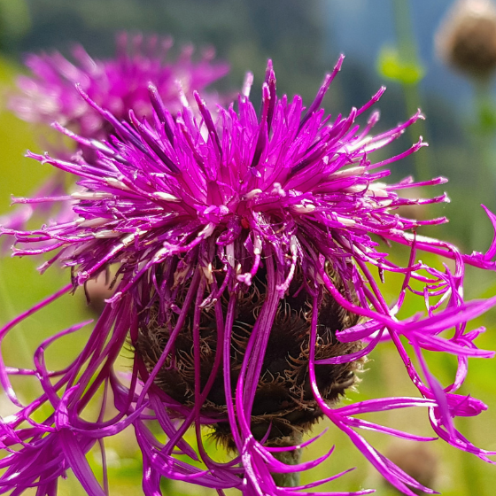 Eine Nahaufnahme einer violett-pinken Distelblüte mit langen, dünnen Blütenblättern und einem dunklen, stacheligen Blütenboden vor einem unscharfen grünen Hintergrund.