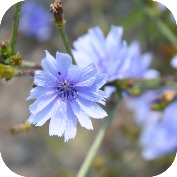 Eine Nahaufnahme einer hellblauen Blume mit vielen Blütenblättern. Im unscharfen Hintergrund sind weitere ähnliche blaue Blumen und grüne Stängel zu sehen.