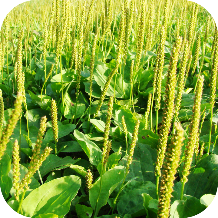 Produktbild – Ein Feld mit grünen Breitwegerichpflanzen, die aufrecht stehende Blütenähren tragen.