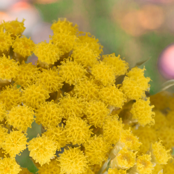 Nahaufnahme vieler kleiner, gelber Blüten, die wie Strohblumen aussehen, vor unscharfem, grünlichem Hintergrund.