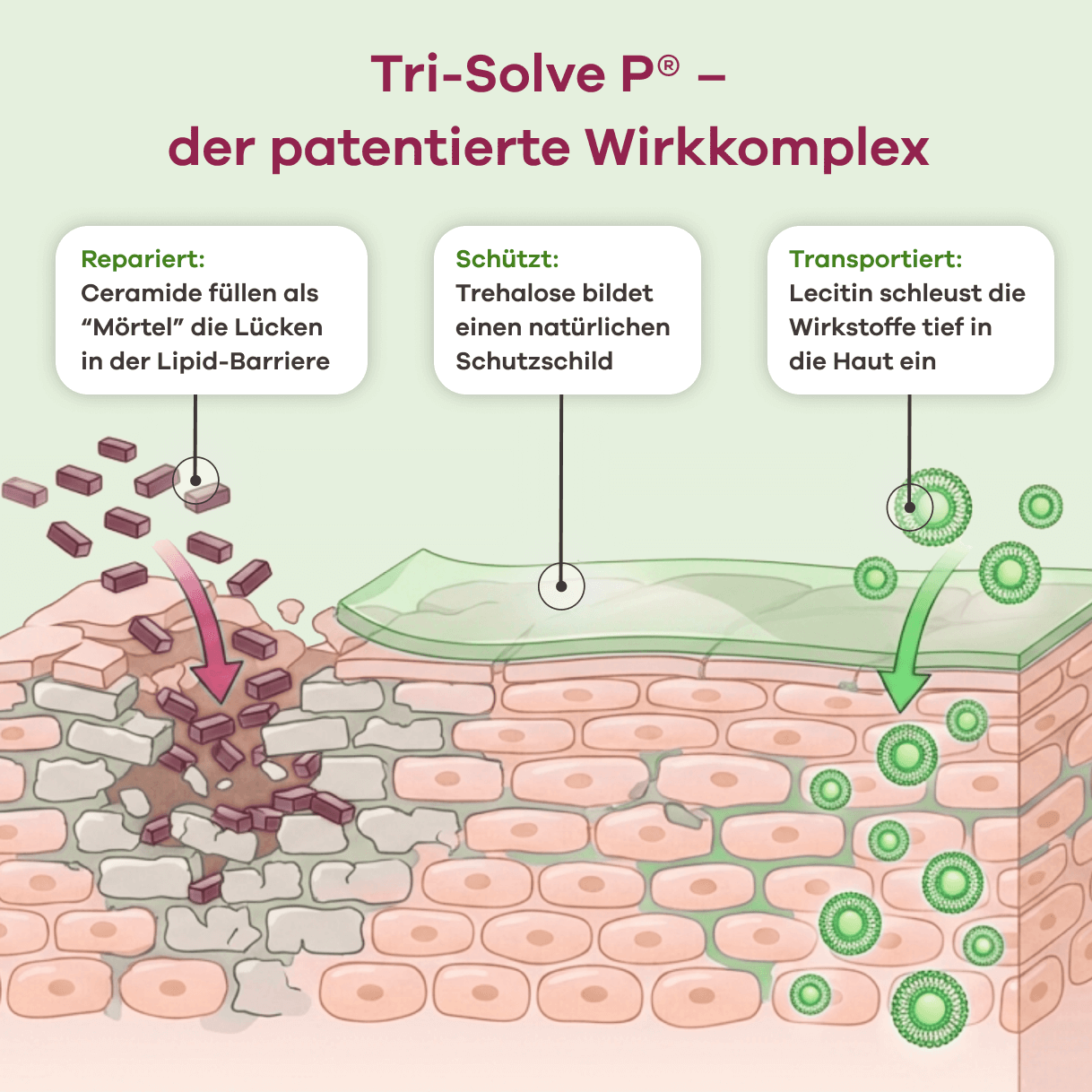 Infografik Tri-Solve P – der patentierte Wirkkomplex. Er repariert mit Ceramiden, die als "Mörtel" Lücken in der Lipid-Barriere füllen. Er schützt, da Trehalose einen natürlichen Schutzschild bildet. Er transportiert Wirkstoffe tief in die Haut mit Lecitin.