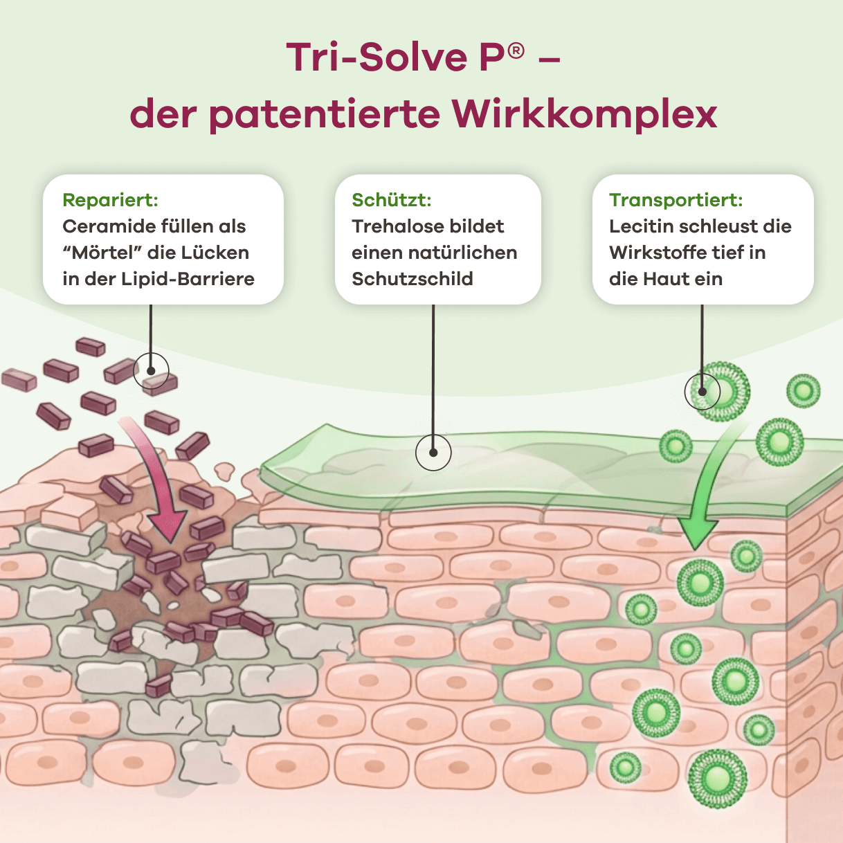 Infografik Tri-Solve P, der patentierte Wirkkomplex. Repariert: Ceramide füllen als Mörtel die Lücken in der Lipid-Barriere. Schützt: Trehalose bildet einen natürlichen Schutzschild. Transportiert: Lecitin schleust die Wirkstoffe tief in die Haut ein. Die Illustration zeigt diese drei Prozesse in Hautschichten.