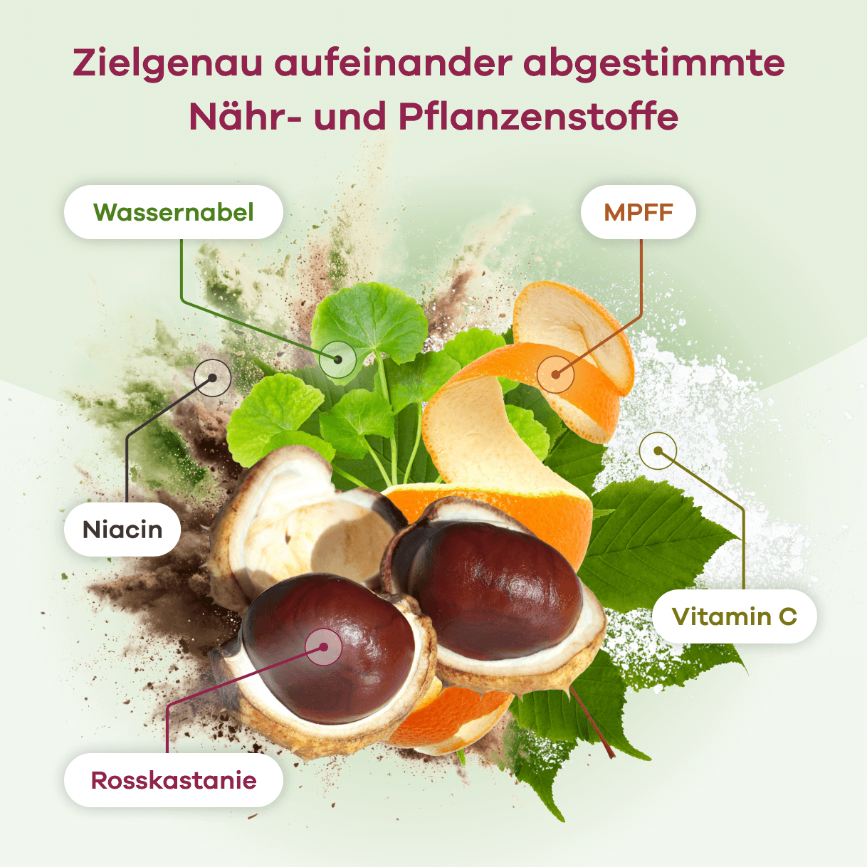Infografik: Zielgenau aufeinander abgestimmte Nähr- und Pflanzenstoffe. Abgebildet sind Wassernabelblätter, eine Orangenschale als MPFF, Rosskastanienfrüchte und weitere grüne Blätter, die Vitamin C symbolisieren. Dunkles Pulver steht für Niacin.
